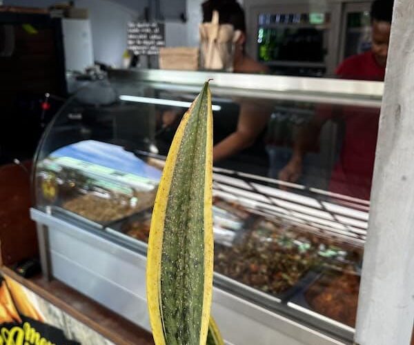 Restaurant Mon Ti Repas à L'Étang-Salé, La Réunion