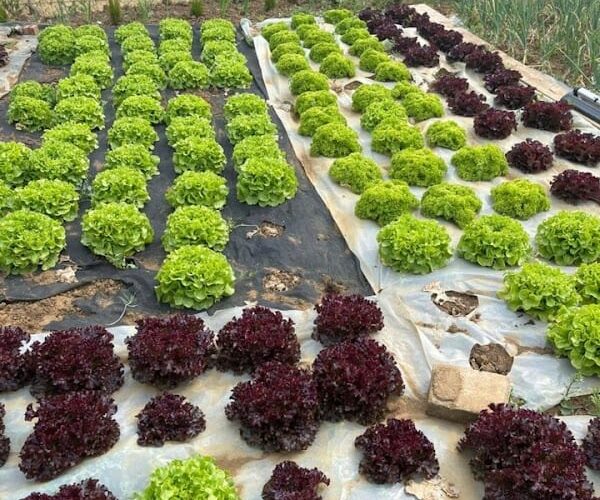 Restaurant Chez Flavia à Differdange, Luxembourg