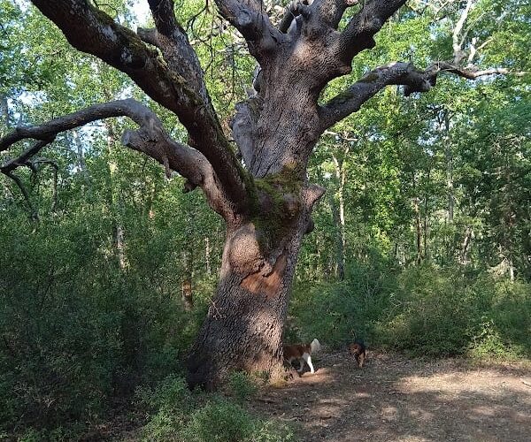 Restaurant La Bestiole à Montauroux, France