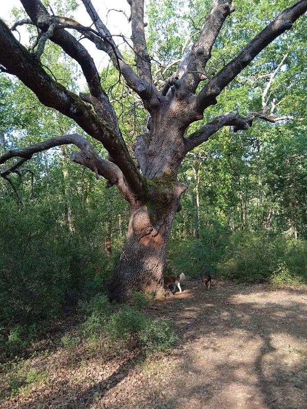 Restaurant La Bestiole à Montauroux, France