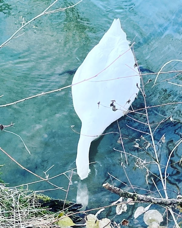 Restaurant LA COCOTTE à Angoulême, France