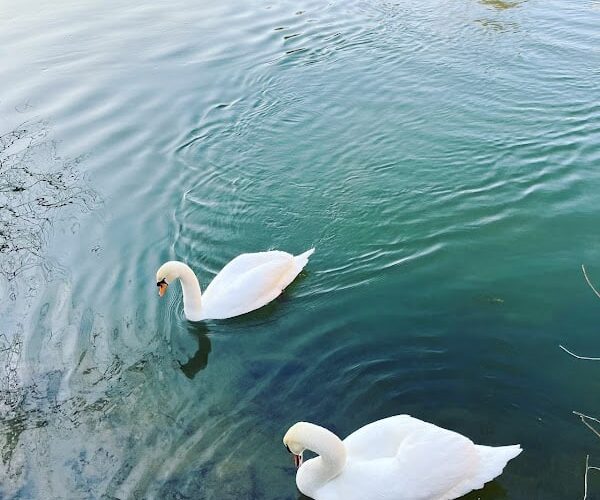 Restaurant LA COCOTTE à Angoulême, France