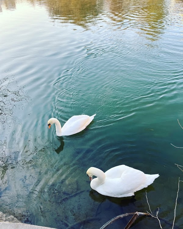 Restaurant LA COCOTTE à Angoulême, France