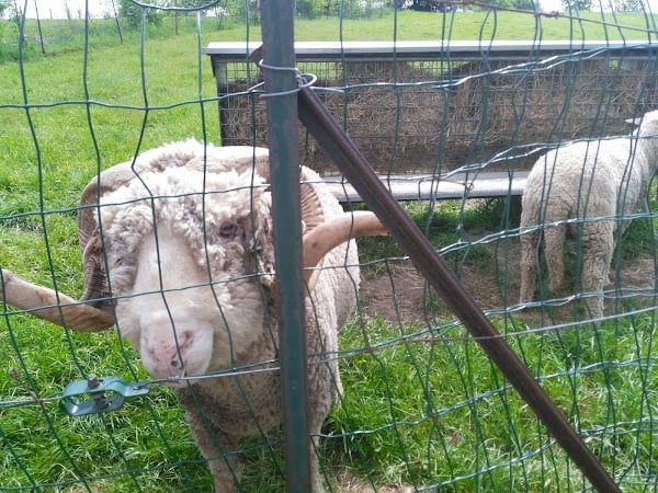 Restaurant Le Clos Marine à Bastogne, Belgique