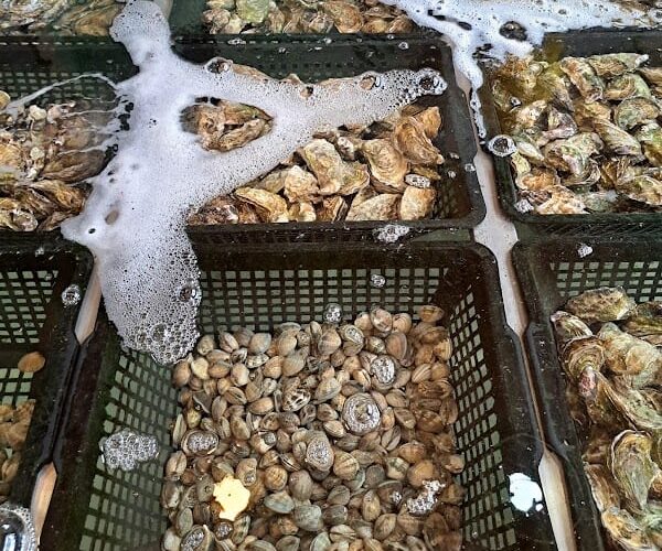 Restaurant Le Petit Bigorneau à Leucate, France