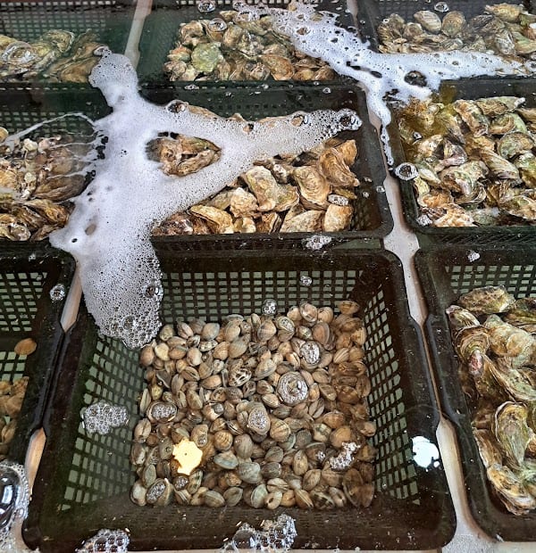 Restaurant Le Petit Bigorneau à Leucate, France