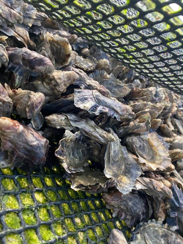 Restaurant La Canfouine au Canon à Lège-Cap-Ferret, France