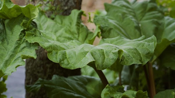 Restaurant L’Alchémille à Kaysersberg-Vignoble, France