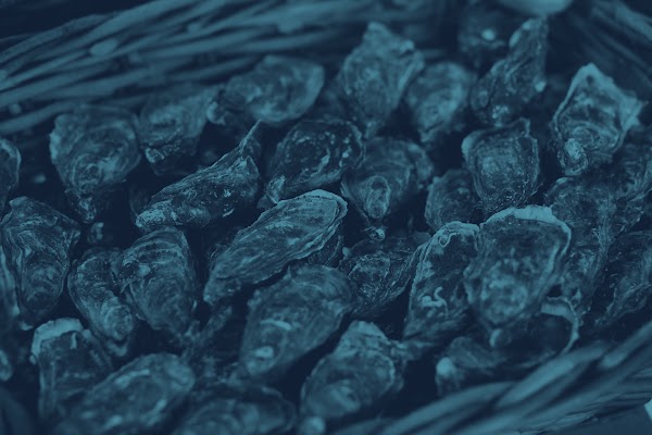 Restaurant L’OYSTER PAYSAN DE LA MER (ex Catherine Roux – Cap Huitres) à Lège-Cap-Ferret, France