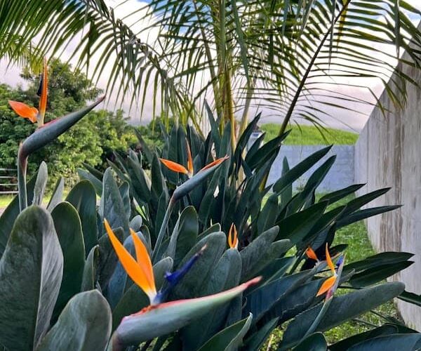 Restaurant Milles et unes pétales à Saint-Benoît, La Réunion