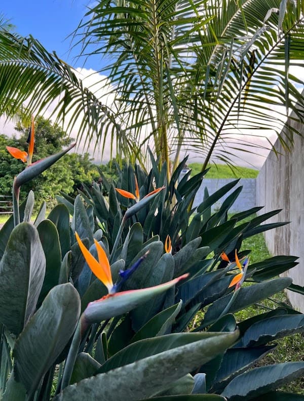 Restaurant Milles et unes pétales à Saint-Benoît, La Réunion