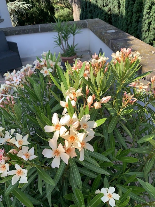 Restaurant O’mac2 à Phalsbourg, France