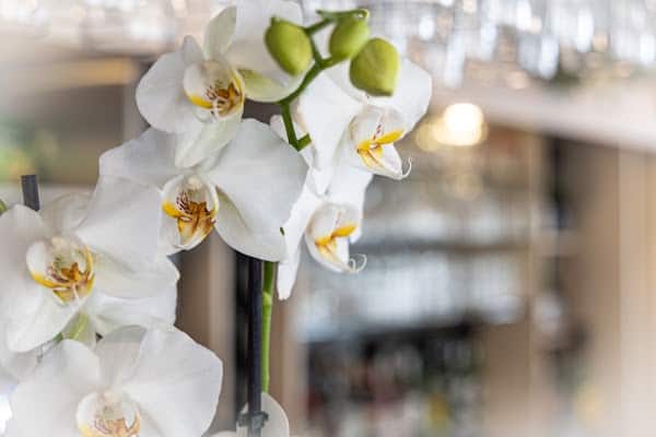 Restaurant Le Cortina à Huy, Belgique