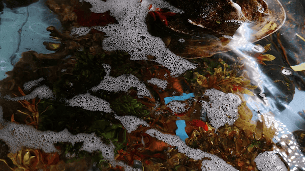 Restaurant The Lobster House à Bruxelles, Belgique