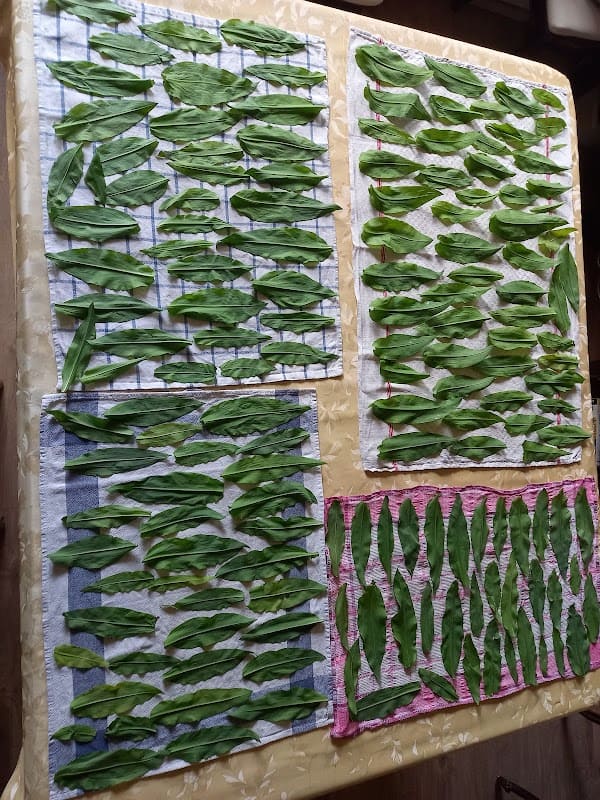 Restaurant Bistrot du marché Benfeld à Benfeld, France