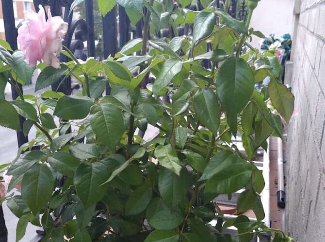 Restaurant Brasserie du parc Aubervilliers à Aubervilliers, France