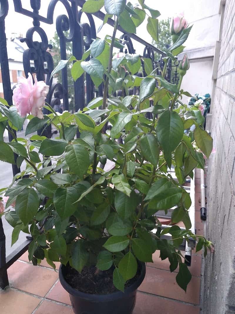 Restaurant Brasserie du parc Aubervilliers à Aubervilliers, France