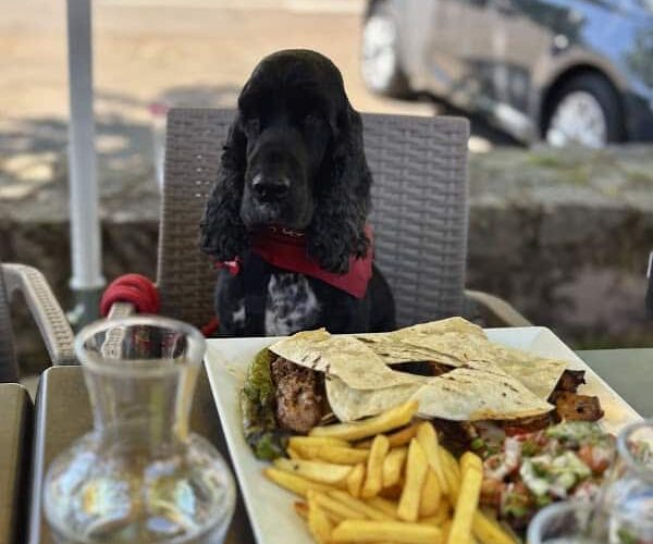 Restaurant Brewery De La Poste à Barr, France