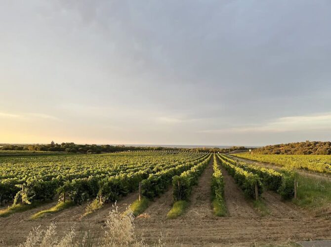 Restaurant La Table de Valmy à Argelès-sur-Mer, France