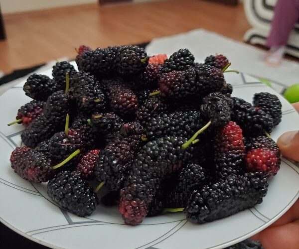 Restaurant Erciyes à Annemasse, France