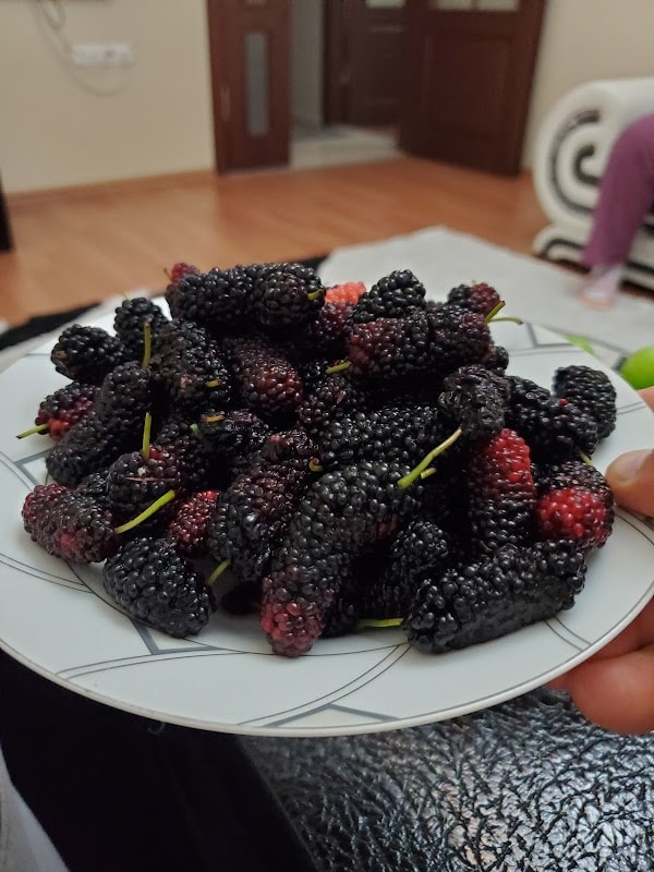 Restaurant Erciyes à Annemasse, France