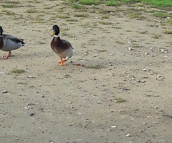 Restaurant Royal Breteuil à Breteuil, France