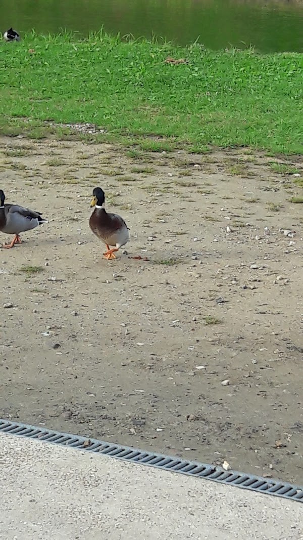 Restaurant Royal Breteuil à Breteuil, France