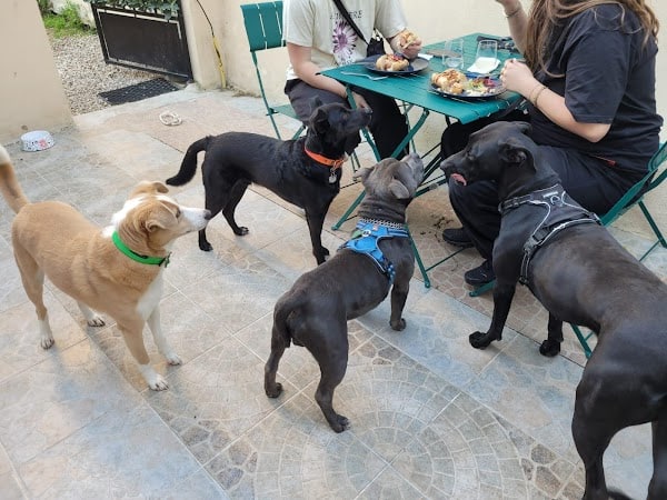 Restaurant Toutouccino à Meaux, France