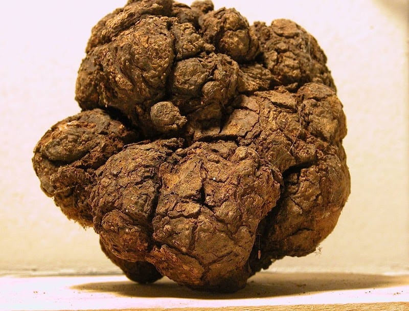 Restaurant Barrière Truffes à Carcassonne, France