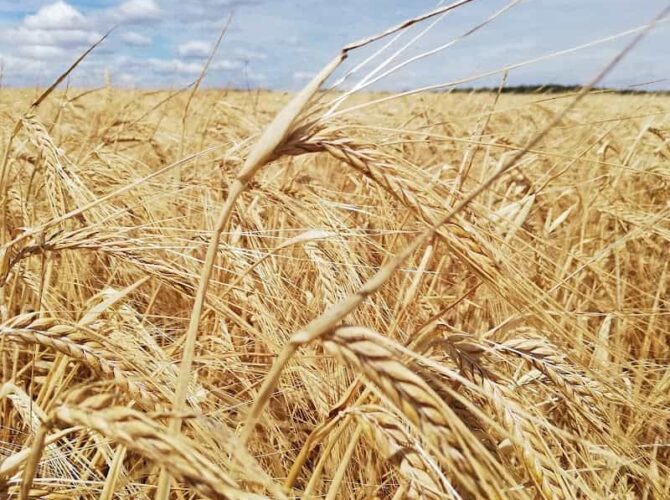 Restaurant Brasserie Hop Farmer à Grimaucourt-près-Sampigny, France