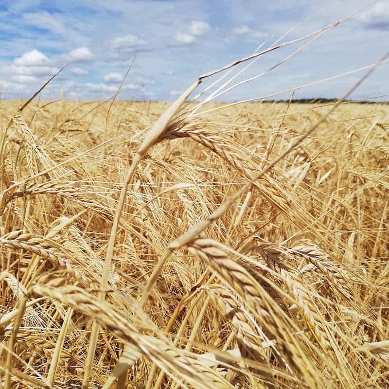 Restaurant Brasserie Hop Farmer à Grimaucourt-près-Sampigny, France