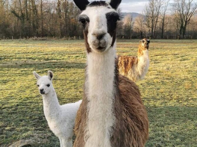 Restaurant La Ferme du Marais à Ceyzérieu, France