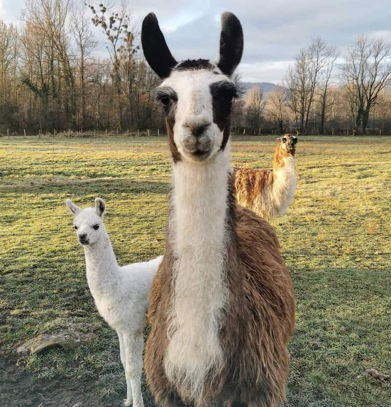 Restaurant La Ferme du Marais à Ceyzérieu, France