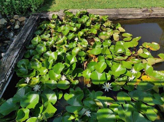 Restaurant L’Escalier – Le Jardin, la Table, les Gîtes, la Galerie à Brumath, France