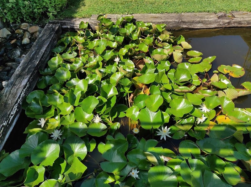 Restaurant L’Escalier – Le Jardin, la Table, les Gîtes, la Galerie à Brumath, France