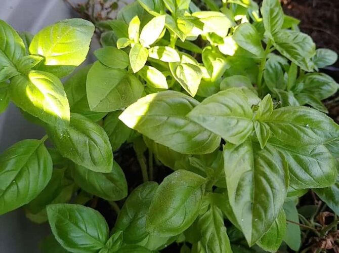 Restaurant O Tantuni Grill Crêpes à Rillieux-la-Pape, France