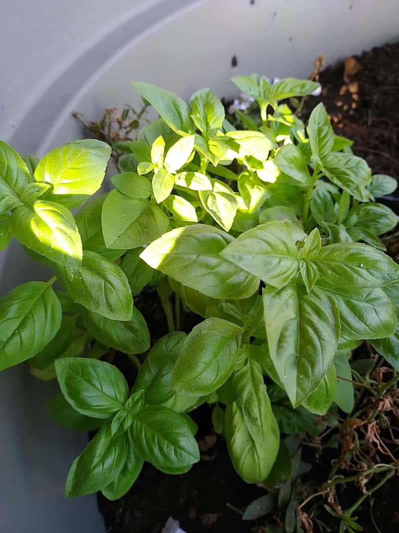 Restaurant O Tantuni Grill Crêpes à Rillieux-la-Pape, France