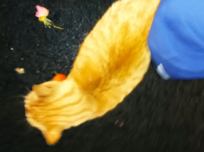 Restaurant Pizza Roma à Drusenheim, France