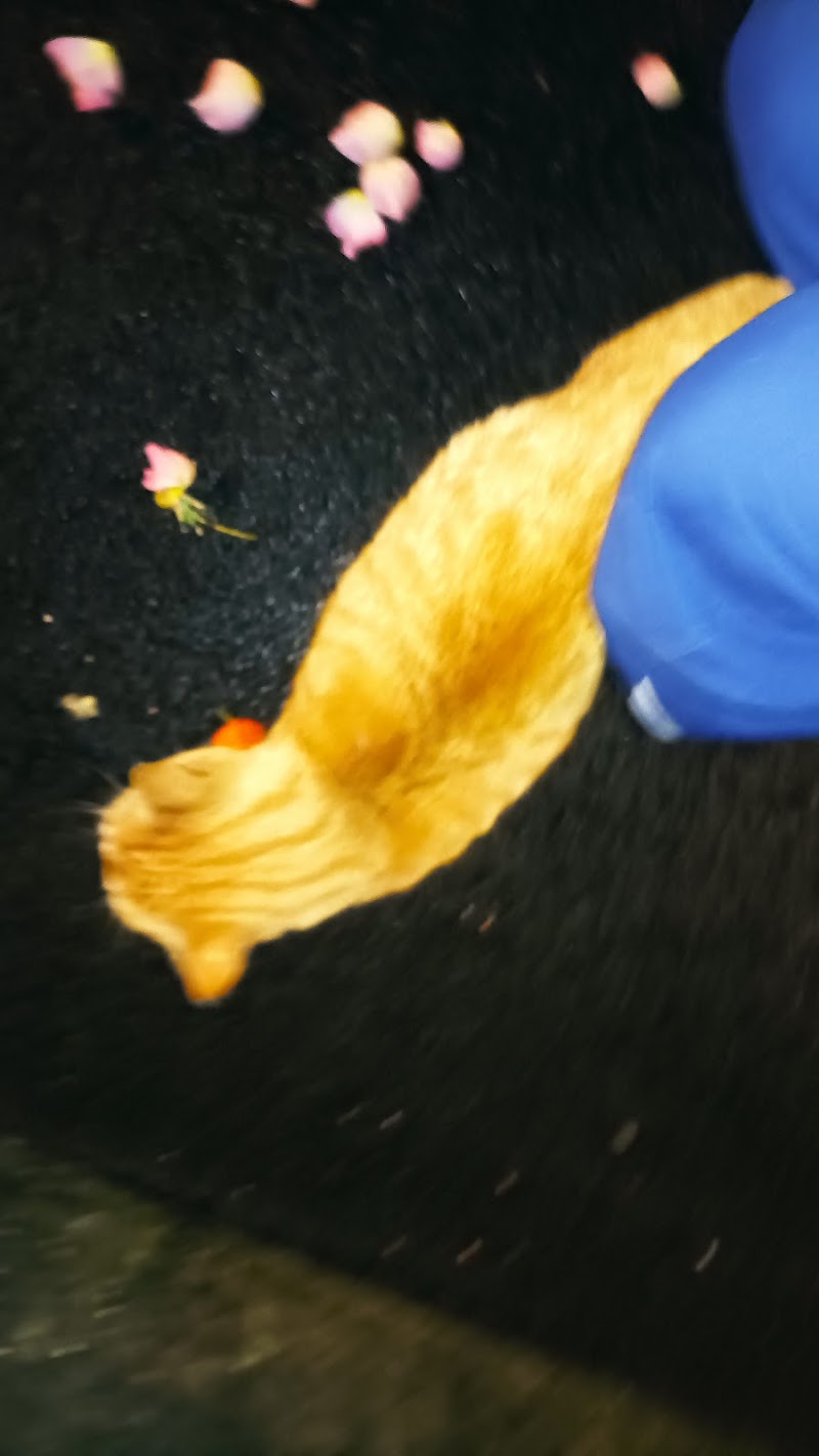 Restaurant Pizza Roma à Drusenheim, France