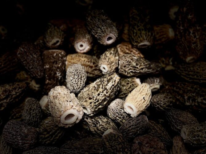 Restaurant Gastronomique Apicius étoilé Michelin à Clermont-Ferrand, France