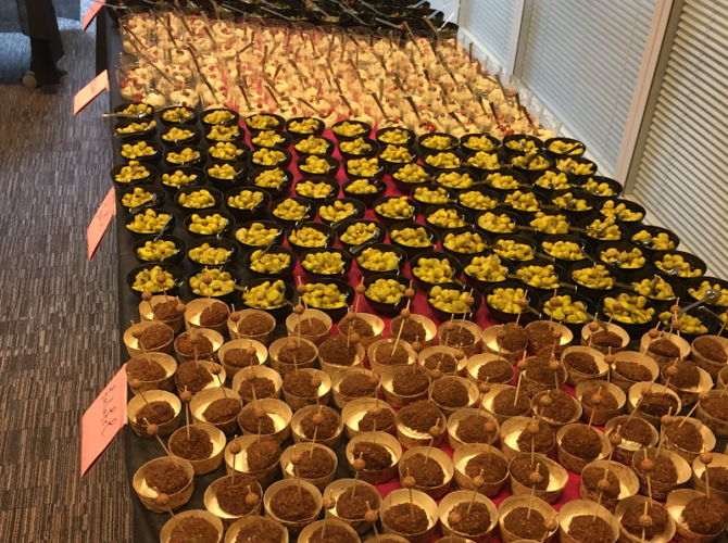 Restaurant Phenicia à Luxembourg (Ville), Luxembourg